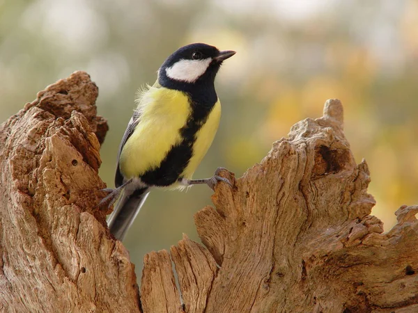 Malerische Ansicht Der Schönen Meise Vogel — Stockfoto