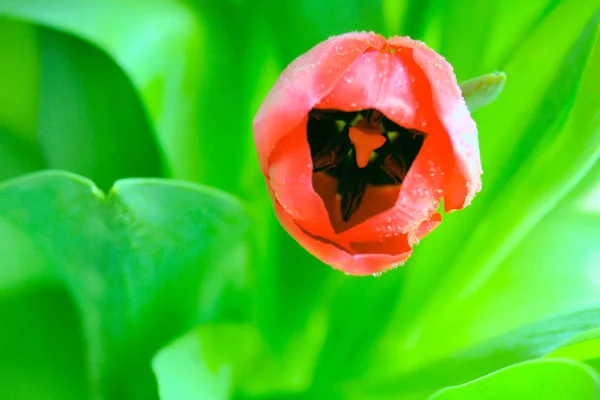 Belles Fleurs Tulipes Printemps Flore — Photo