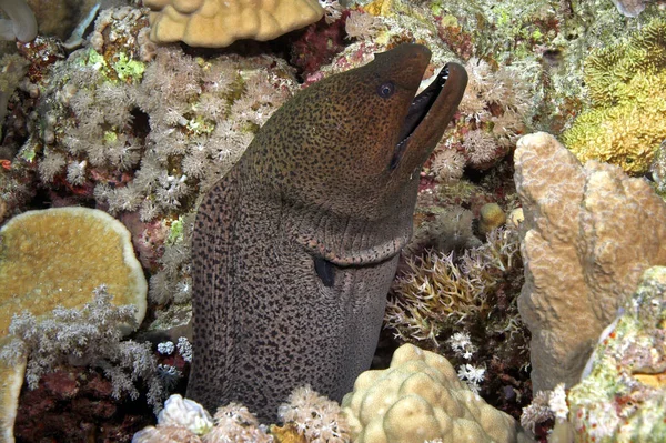 Moray Yılan Balığı Denizin Altında Deniz Hayatı — Stok fotoğraf