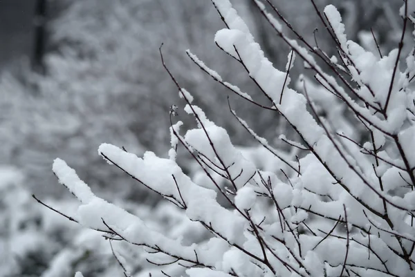 Snow Branches — Stock Photo, Image