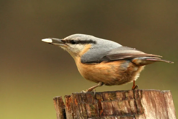 Schilderachtig Uitzicht Prachtige Nuthatch Vogel — Stockfoto