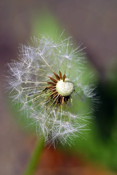 美しい植物画 自然壁紙 — ストック写真