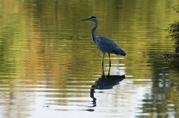 Grue Dans Eau — Photo