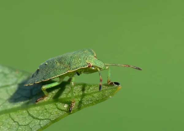 Jak Zdálo Bavilo Tam Sedět Slunci — Stock fotografie