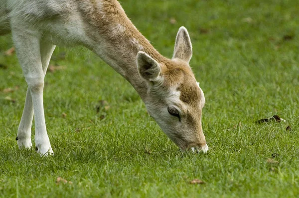 鹿の野生動物動物動物動物 — ストック写真