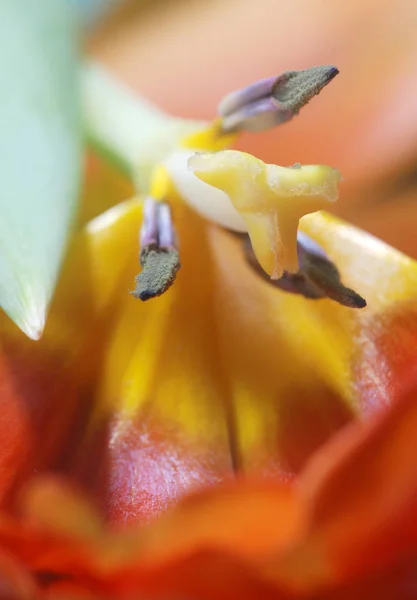 美しいチューリップの花びら — ストック写真