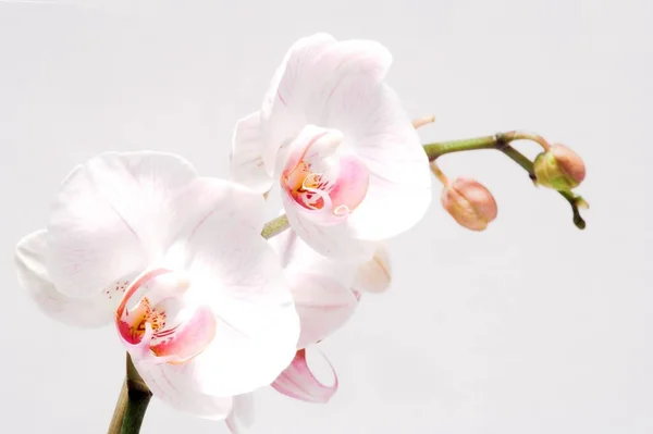 Schöne Orchideenblütenpflanze Flora Blütenblätter — Stockfoto