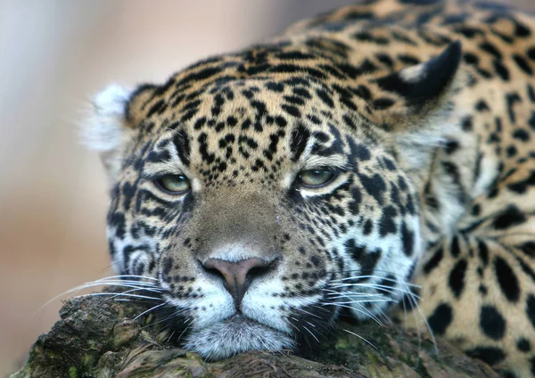 Cheetah Gato Leopardo Animal — Fotografia de Stock