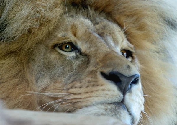 Predator Animal Lion Feline Predator — Stock Photo, Image