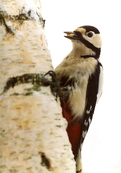 Живописный Вид Красивую Птицу Дровосека Природе — стоковое фото