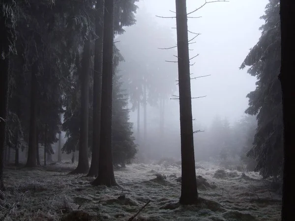 Uitzicht Een Winterse Scène — Stockfoto