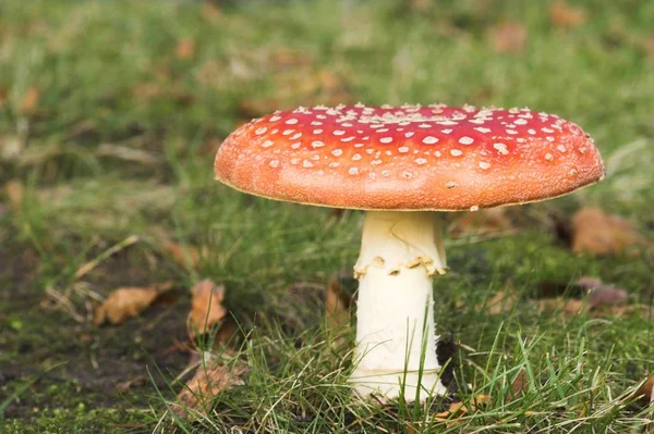 Sgabello Rosso Appartiene Gruppo Dei Funghi Velenosi — Foto Stock