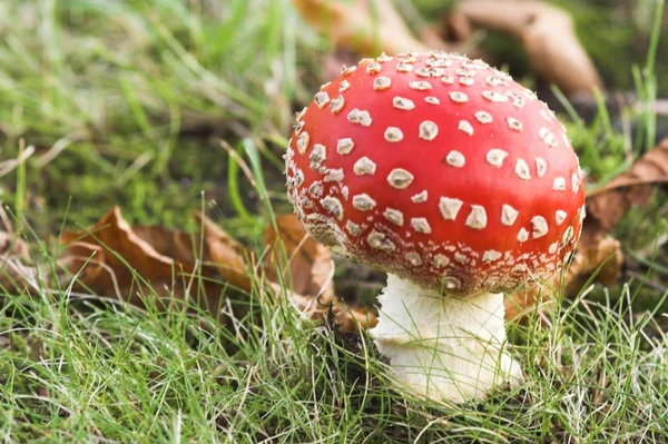 Paddenstoelen Kweken Schimmel Flora Plantkunde — Stockfoto