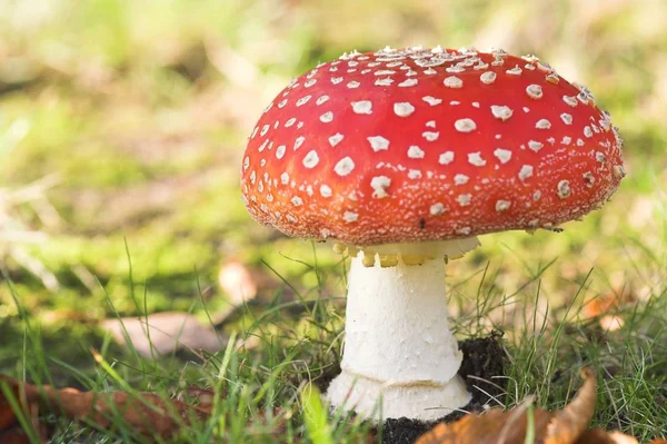 Growing Colorful Mushrooms Nature Background — Stock Photo, Image