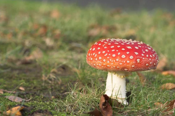 在森林中种植蘑菇 自然背景 — 图库照片