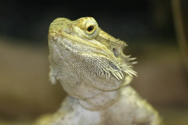 Dragão Barbudo Lagarto Exótico Reptiliano — Fotografia de Stock