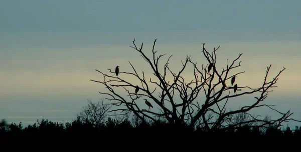 Vue Panoramique Bel Oiseau Nature — Photo