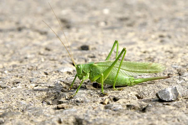 Nahaufnahme Von Wanzen Der Wilden Natur — Stockfoto