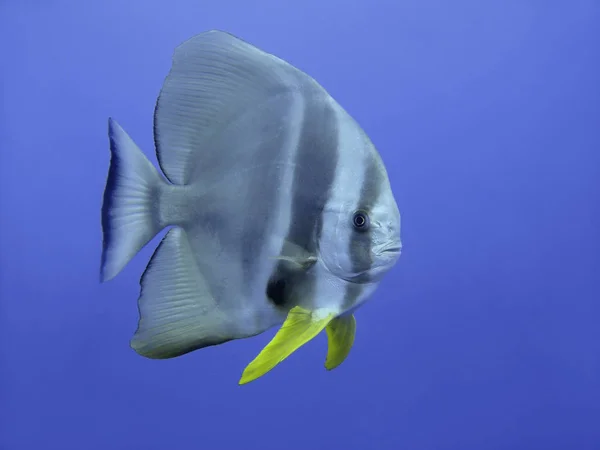 Havsvatten Och Fladdermusfisk — Stockfoto