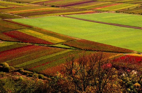 Sonbahar Atmosferi Seçici Odak — Stok fotoğraf