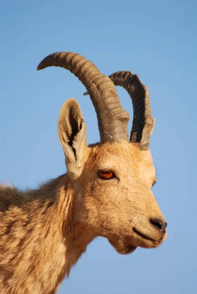 野生動物カプリコーン角のあるヤギ — ストック写真