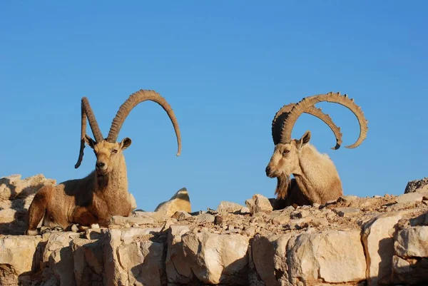 Dağlarda Keçiler — Stok fotoğraf