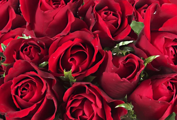 Veduta Panoramica Delle Belle Rose Fiore — Foto Stock