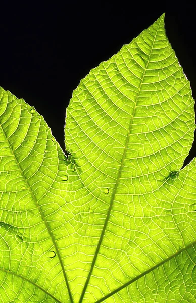 Leaf Backlight — Stock Photo, Image