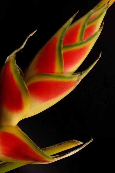 赤い花弁を持つHeliconia熱帯の花 ロブスター爪 — ストック写真