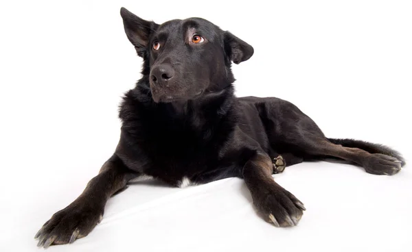 Retrato Lindo Perro — Foto de Stock