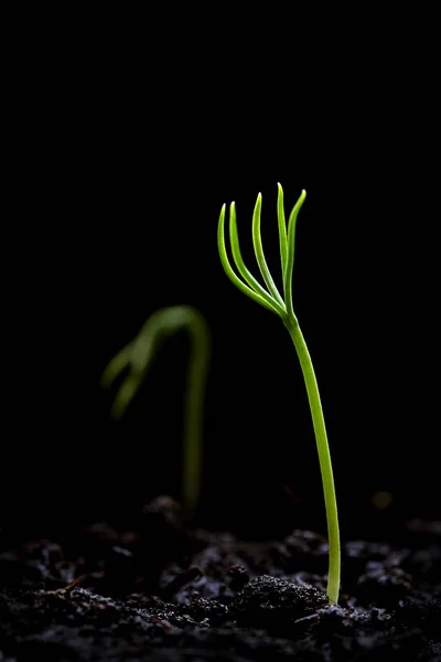 Crescimento Verde Partir Solo — Fotografia de Stock