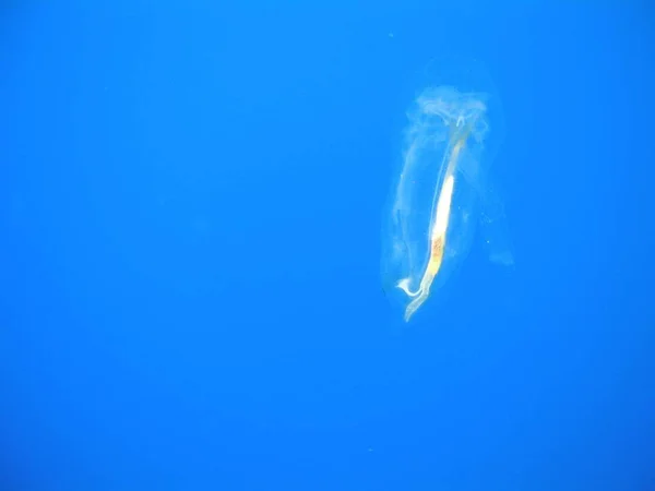 Jellyfish Sea Underwater Sea Life — Stock Photo, Image