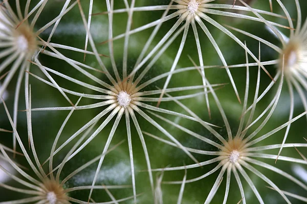 Kaktus Tropische Pflanze Flora — Stockfoto