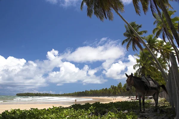 Linda Vista Para Resort Tropical Férias Conceito Férias — Fotografia de Stock