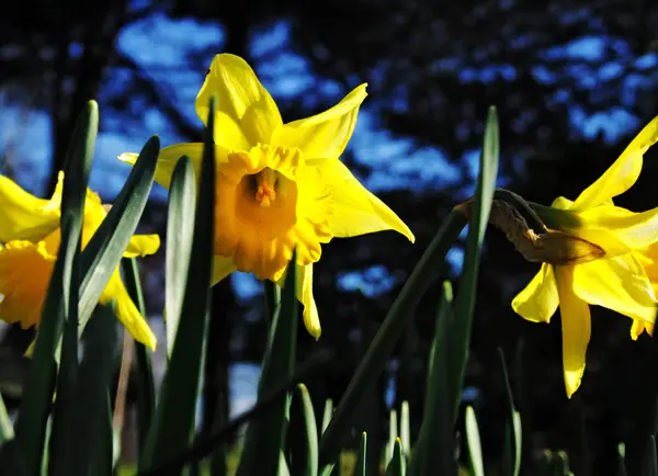 Schöne Blumen Blumiges Konzept Hintergrund — Stockfoto