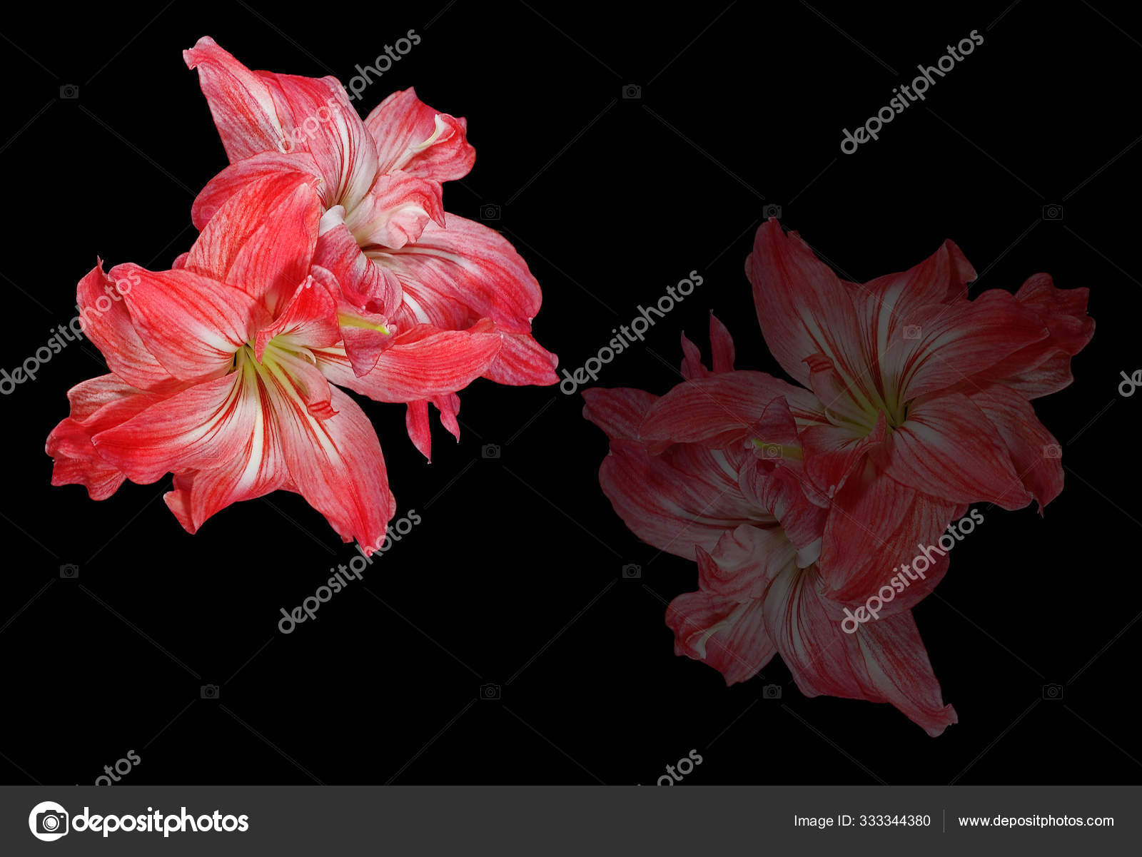 Amarilis Flores Pétalos Flora: fotografía de stock © PantherMediaSeller  #333344380 | Depositphotos