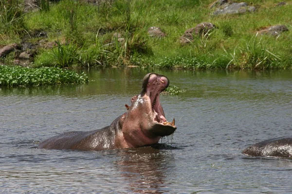 Hippopotamus Däggdjur Flodhäst — Stockfoto