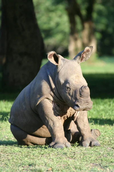 Africké Zvíře Nosorožec Fauna — Stock fotografie