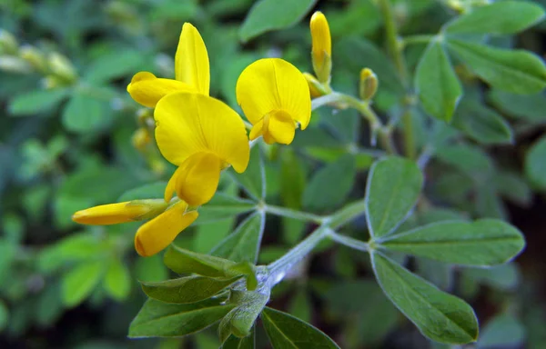 Bellissimi Fiori Sfondo Concetto Floreale — Foto Stock