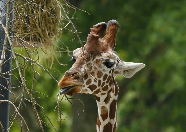 Jirafa Animal Mamífero Herbívoro Africano — Foto de Stock