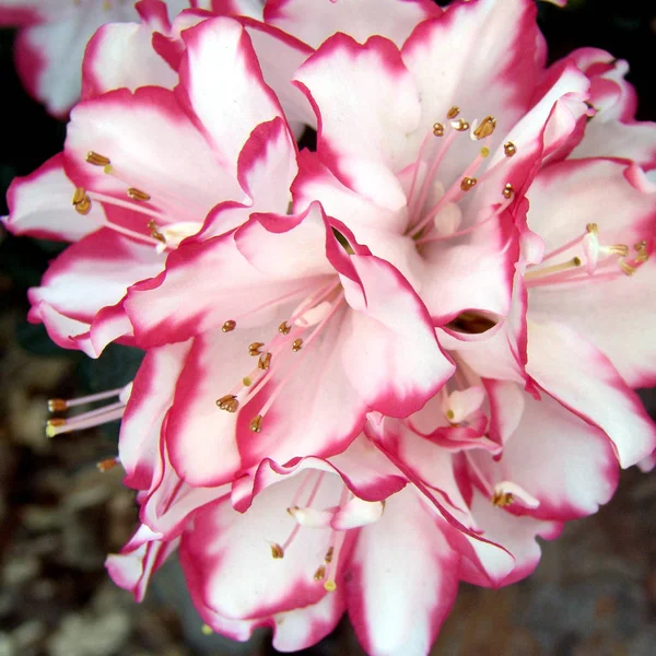 Schöne Blumen Blumiges Konzept Hintergrund — Stockfoto