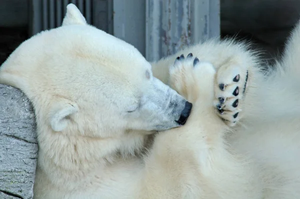北極白ホッキョクグマの捕食者 — ストック写真