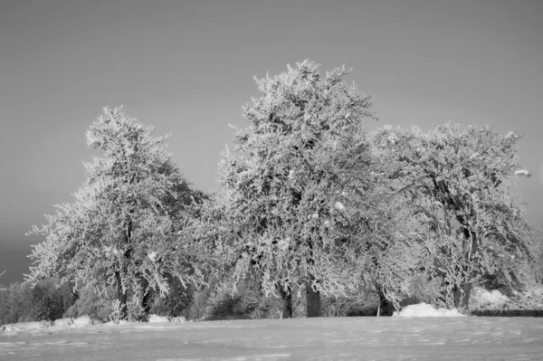 Bela Vista Paisagem Inverno — Fotografia de Stock