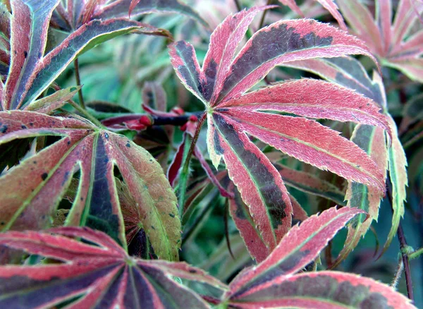 秋の紅葉や紅葉 — ストック写真