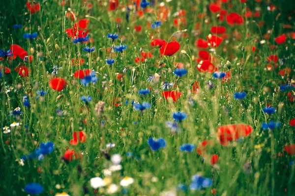 Close Beautiful Flower Meadow — Stock Photo, Image