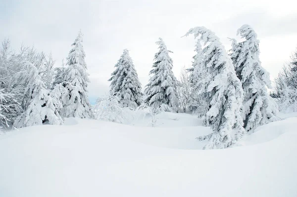 Prachtig Besneeuwd Winterlandschap — Stockfoto