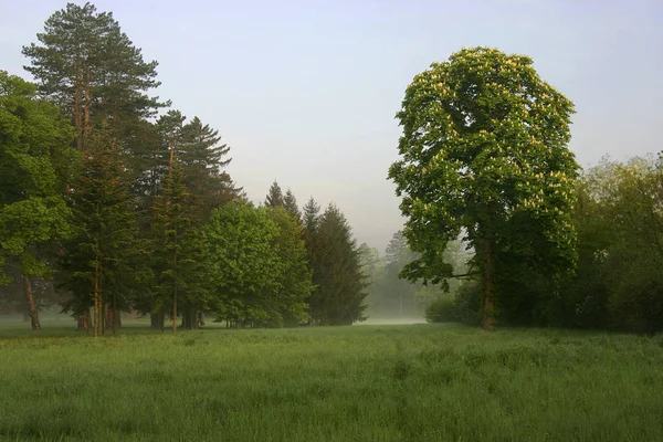 Bella Vista Sulla Natura — Foto Stock