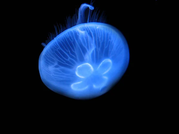 Medusas Mar Submarino Criatura Vida Marina — Foto de Stock