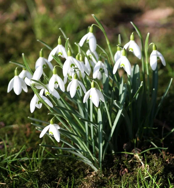 Spring Snowdrop Flowers Flora — Stockfoto