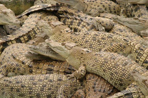 Крокодила Небезпечна Рептилія Тварин — стокове фото